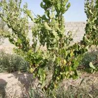 باغچه ۱۰۰۰ متری/چهاردیواری و استخر/سند تک برگ