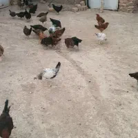 جوجه|حیوانات مزرعه|هرسین, |دیوار