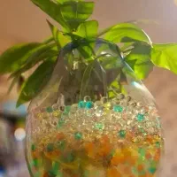 خاک ژله ای|گل و گیاه طبیعی|رودهن, |دیوار