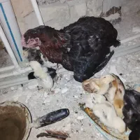 مرغ لاری