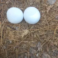 دو عدد سنگ آسیاب معاوضه با انگشتر