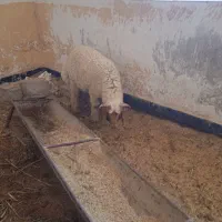 بازدید حمیدیه
