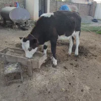 گوساله ماده سیمینتال