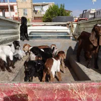 بزغاله های کوچک|حیوانات مزرعه|کوهدشت, |دیوار