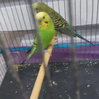 مرغ عشق نر نیم انگلیسی ماده نیم هلندی