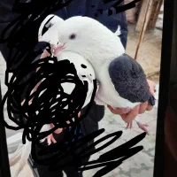 کبوتر رفتنی پشتار سیاه