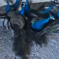 طاووس