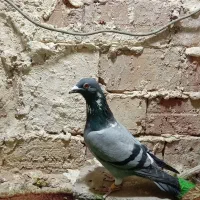 ابلغ سبز نر