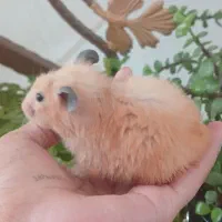 همستر ماده|موش و خرگوش|زرند, |دیوار