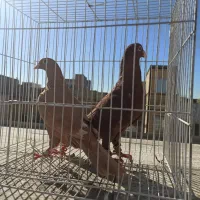 زرد سرخ کرمونی|پرنده|مشهد, شهید آوینی|دیوار