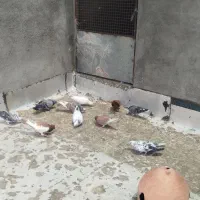 ده تا کبوتر گرفتنی