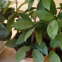 گل وگداننهای گلهای طعبیی سر سبز وشاداب