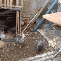 مرغ وخروس|حیوانات مزرعه|صحنه, |دیوار