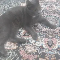 گربه نر اسکاتی دوساله کاملا خانگی ودست اموز|گربه|قدس, شهر‌قدس|دیوار