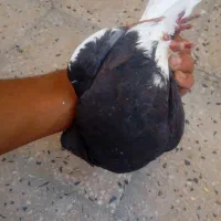نر خشرنگ سیاه