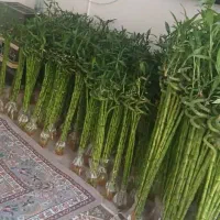 بامبو .انواع پتوس