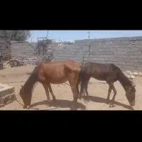 فروش اسب کردمادیون وکره|اسب و تجهیزات اسبسواری|سیرجان, |دیوار