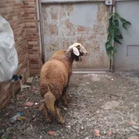 گوسفند دوقلو بره ماده جنس اتوبوسی