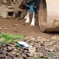 سگ هاسگی ژرمن دورگه نگهبان واقعی گیرنده|سگ|خشکبیجار, |دیوار