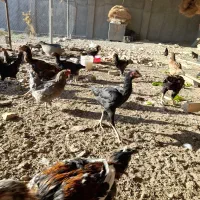 مرغ و خروس و غاز و بوقلمون