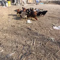 جوجه لاری۵ماهه|حیوانات مزرعه|خسروشاه, |دیوار