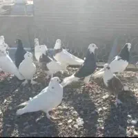 ۱۸عدد کفتر رنگی|پرنده|سراوان, |دیوار