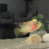 ماهی فلاورهورن