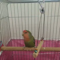 طوطی برزیلی سبز جفت گیر نر