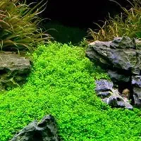 بذر (پلنت)|ماهی|اصفهان, هفتون|دیوار