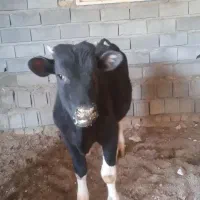 گوساله نر|حیوانات مزرعه|محمدیه-قزوین, |دیوار
