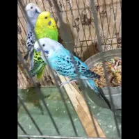 مرغ عشق انگلیسی|پرنده|کرمانشاه, |دیوار