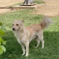 واگذاری اشپیتز ماده