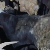 قوچ همو