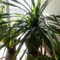 گل وگیاه|گل و گیاه طبیعی|گلبهار, شهر جدید گلبهار|دیوار