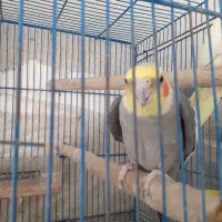 جفت عروس هلندی سالم|پرنده|مشهد, نکاح|دیوار