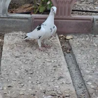 کفتر رنگی آلمانی|پرنده|مشهد, دانشجو|دیوار