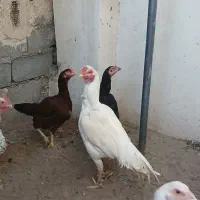 تخم نطفه دار لاری