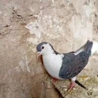 کفتر|پرنده|شیروان (خراسان), |دیوار