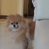 جفت یابی پامرانین