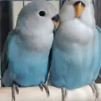 یه جفت جوجه طوطی برزیلی اوپال