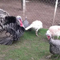 بوقلمون نر و جوجه اردک محلی فومن|حیوانات مزرعه|ماکلوان, |دیوار