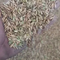 شلتوک درجه یک شیبان درشادگان|خوردنی و آشامیدنی|شادگان, |دیوار