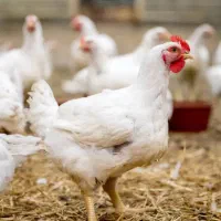 مرغ زنده طبیعی بفروش میرسد