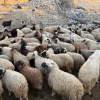 گله گوسفند بعلت تغییر شغل بفروش میرسه|حیوانات مزرعه|هلیلان, |دیوار