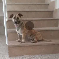 توله سگ پاکوتاه نژاددار