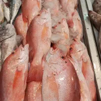 فروش ماهی و میگو|خوردنی و آشامیدنی|تهران, سهروردی|دیوار