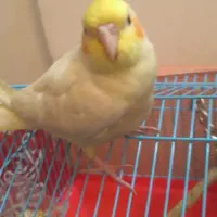 طوطی عروس هلندی|پرنده|رشت, گلزاران|دیوار