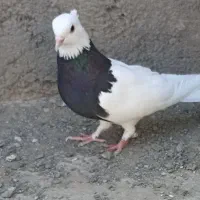 طوقی سیاه ماده