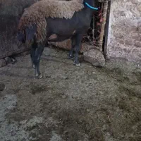 شیشک بیگوش|حیوانات مزرعه|بروجرد, |دیوار