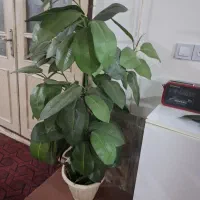 درخچه مصنوعی ،گل مصنوعی